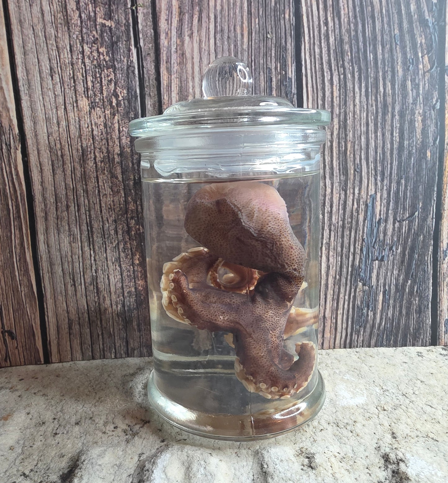 Octopus Wet Specimen (Pathological)