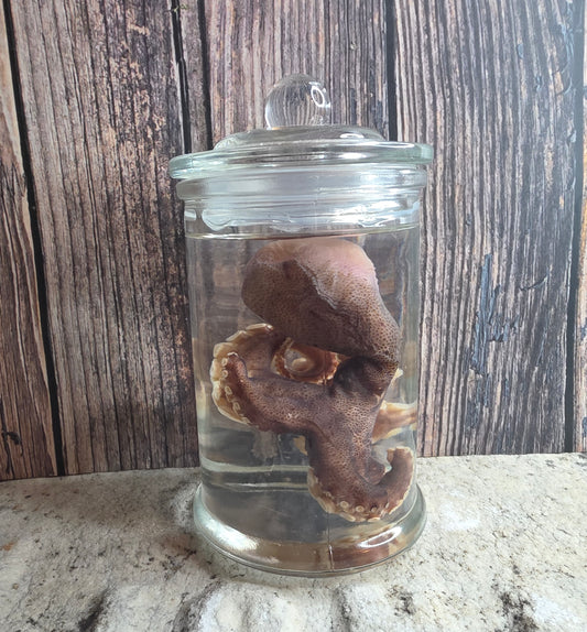 Octopus Wet Specimen (Pathological)