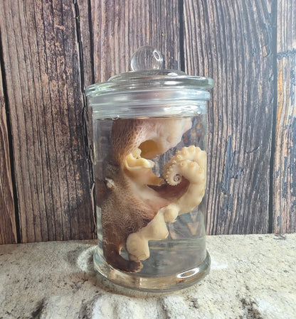 Octopus Wet Specimen (Pathological, Nubs w/ Suckers on Ends)