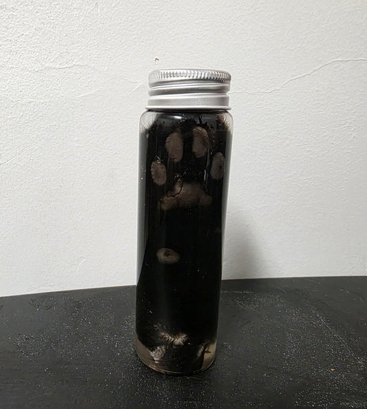 Black Cat Paw Wet Specimen