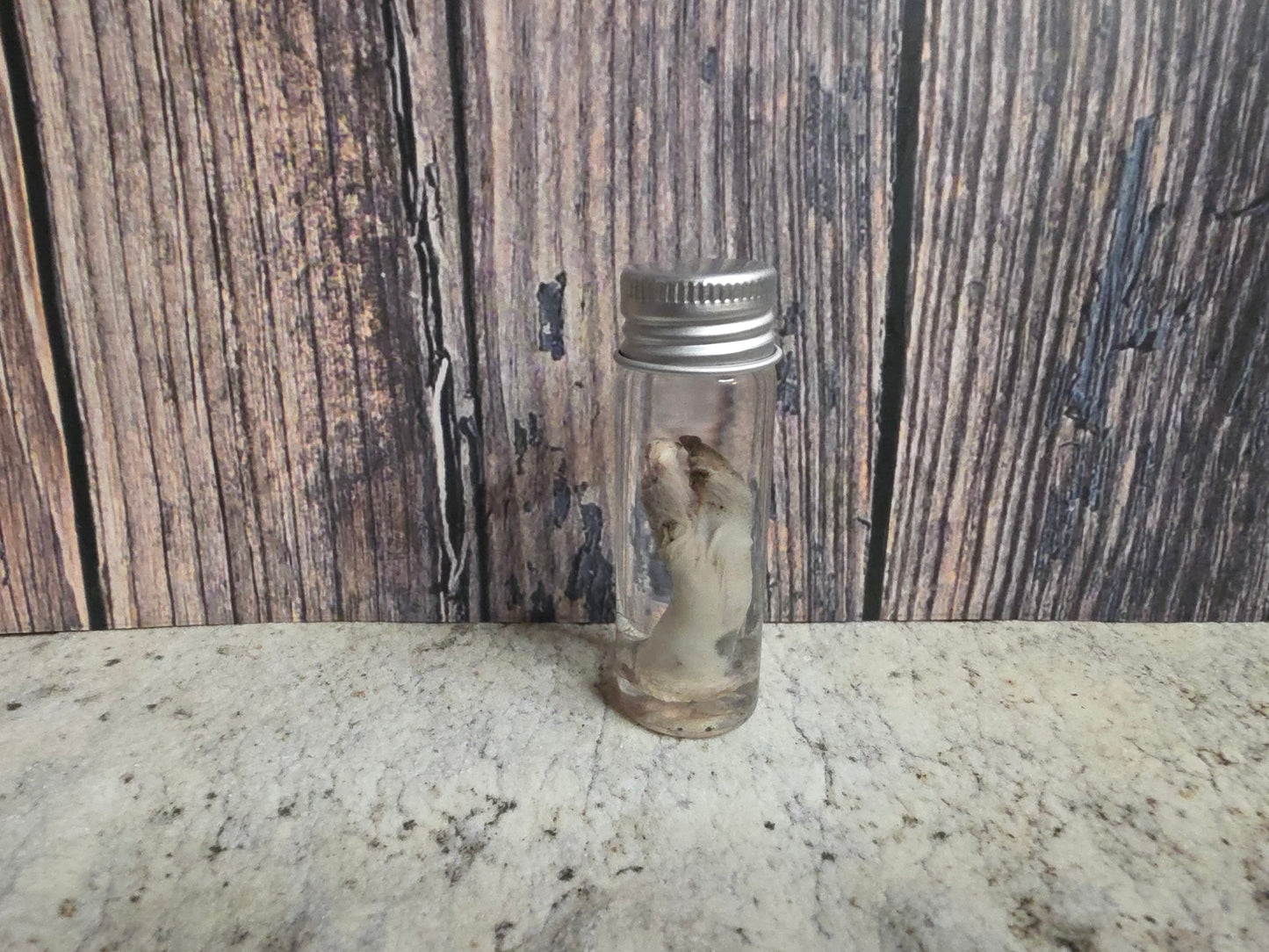 Virginia Opossum Penis Wet Specimen (#1)
