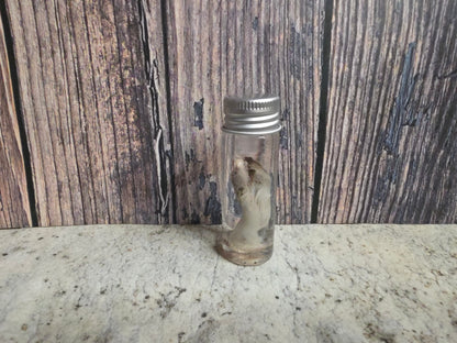 Virginia Opossum Penis Wet Specimen (#1)