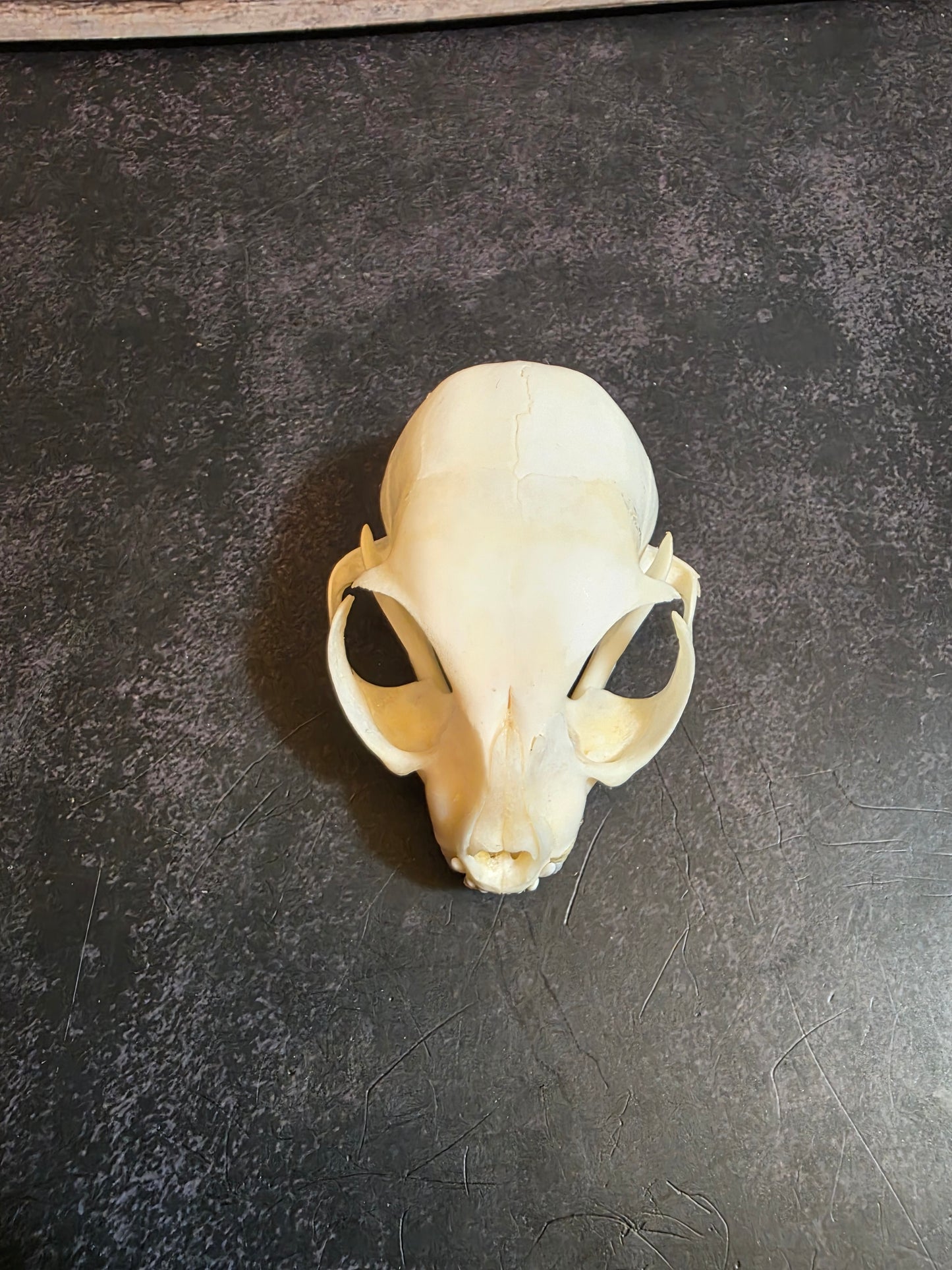 Juvenile Domestic Cat Skull