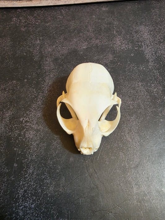 Juvenile Domestic Cat Skull