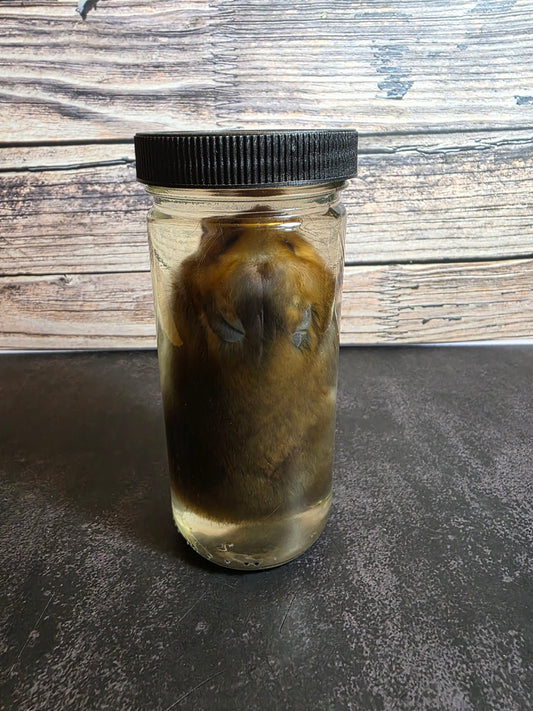 Hamster Wet Specimen (L)