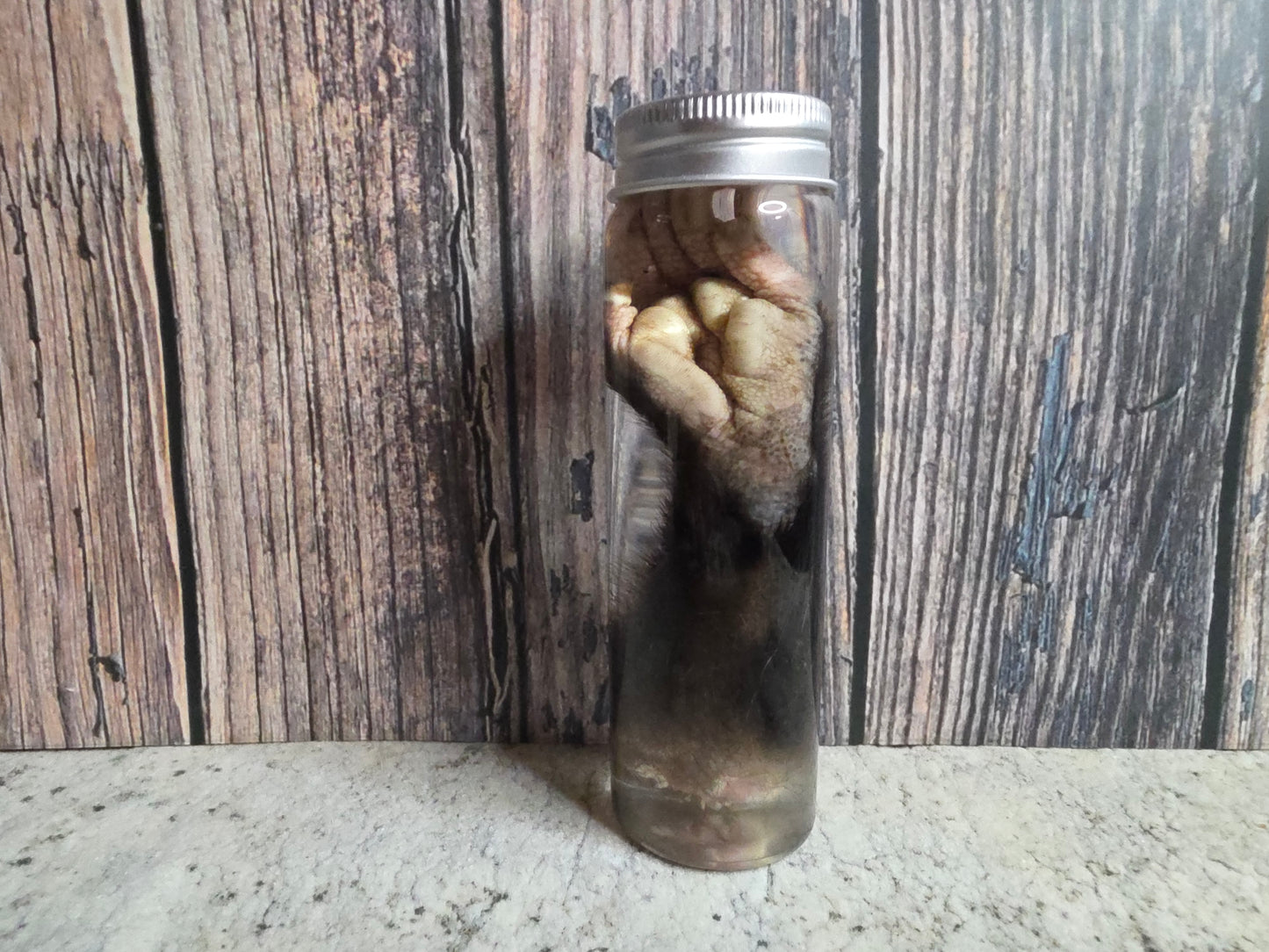 Virginia Opossum Back Paw Wet Specimen