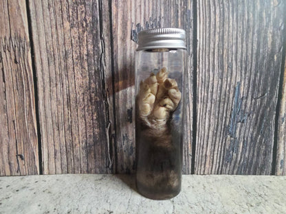 Virginia Opossum Front Paw Wet Specimen