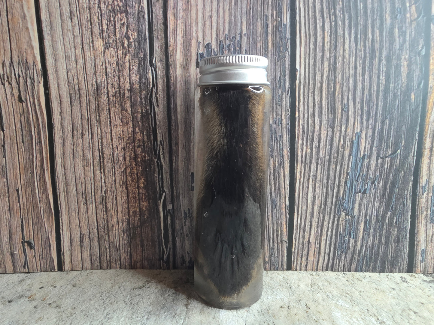 Red Fox Paw Wet Specimen