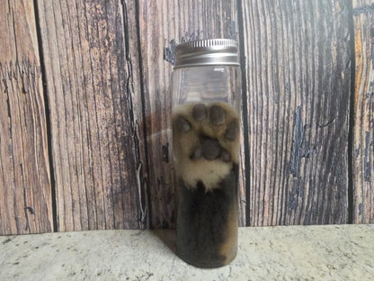White Tabby Cat Paw Wet Specimen