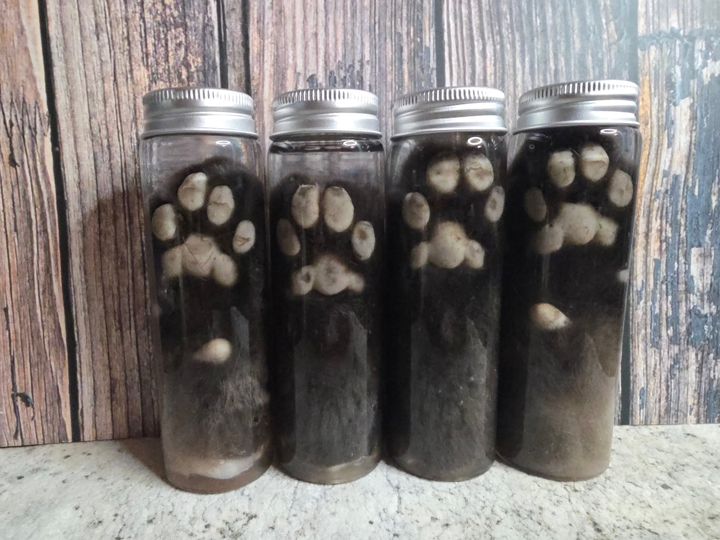 Siamese Cat Paw Wet Specimen