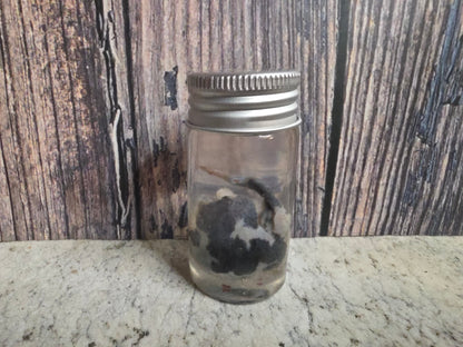 Imperfect Virginia Opossum Testicles Wet Specimen (#2)