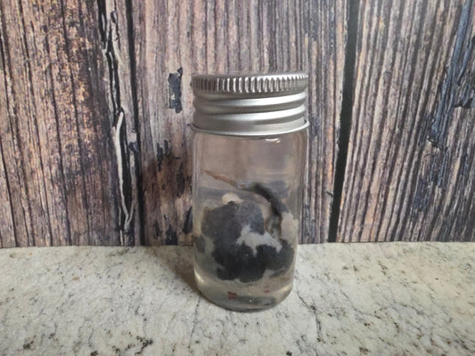 Imperfect Virginia Opossum Testicles Wet Specimen (#2)