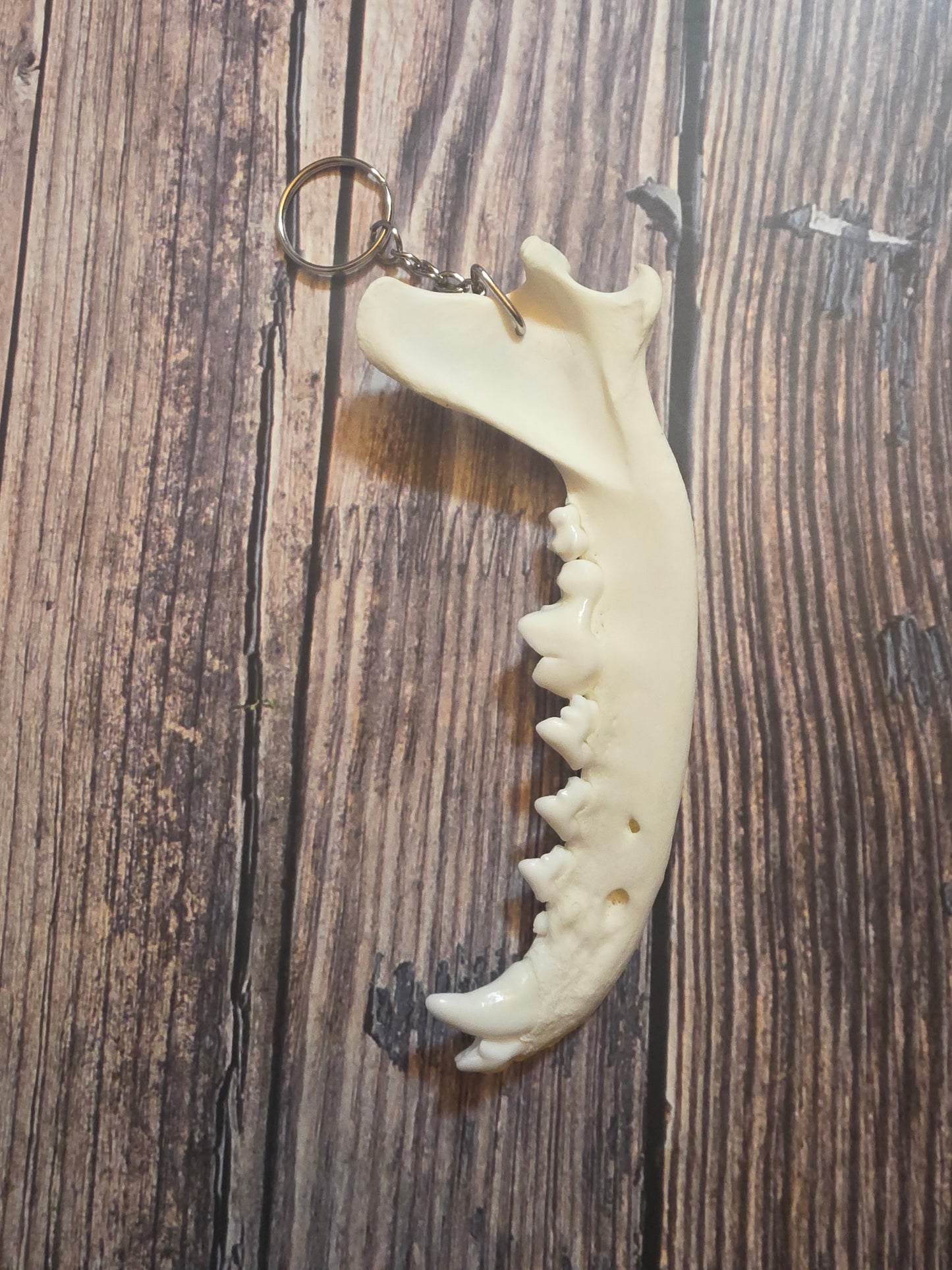 Domestic Dog Jawbone Keychain