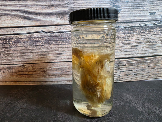 'Don't Lose Your Head' Domestic Headless Chick Wet Specimen