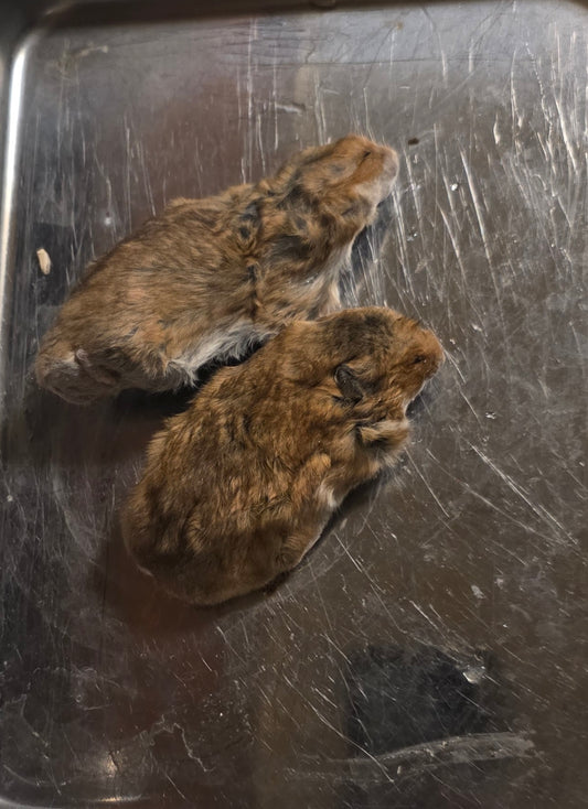 Wholesale (On Demand): Large Hamster Wet Specimen (No Jars)