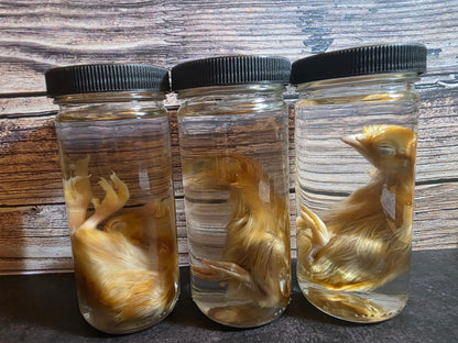Domestic Chick Wet Specimen