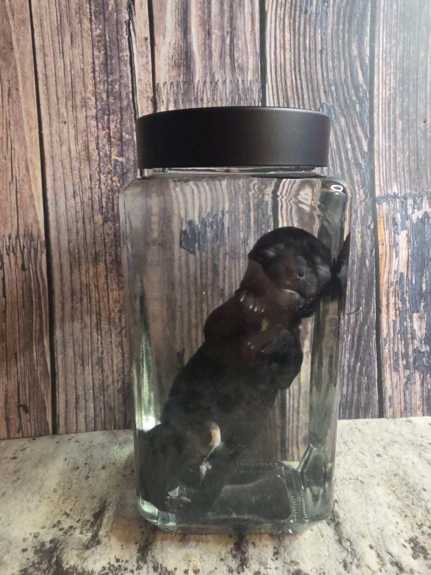 Black Chorkie Poo Stillborn Puppy Wet Specimen