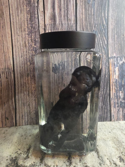 Black Chorkie Poo Stillborn Puppy Wet Specimen