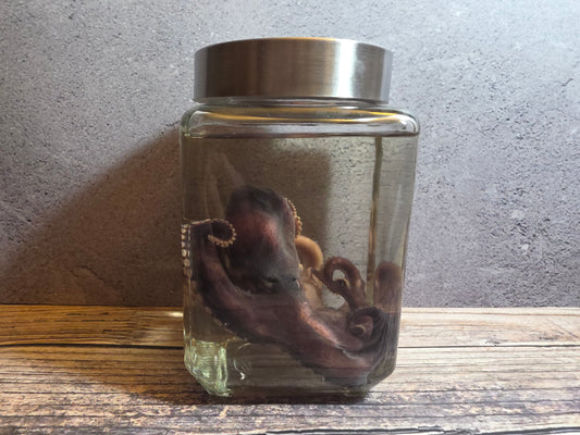 Octopus Wet Specimen (Square)