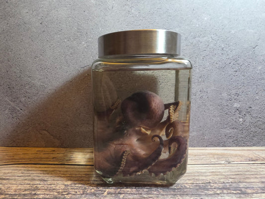 Octopus Wet Specimen (Square)