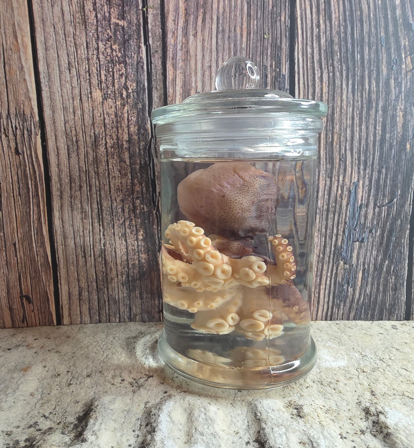 Octopus Wet Specimen (Pathological)