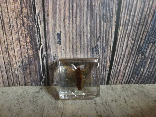 Silk Moth (Resin Encased)