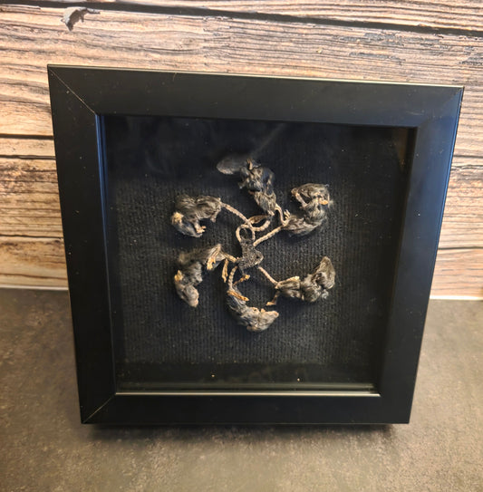 Rat King VI Gaff Shadowbox Frame