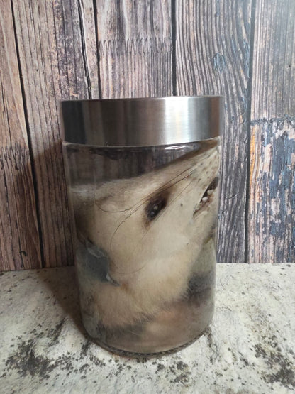 Virginia Opossum Head Wet Specimen (#4)