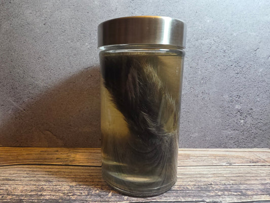 Grey Tortiseshell Cat Tail Wet Specimen
