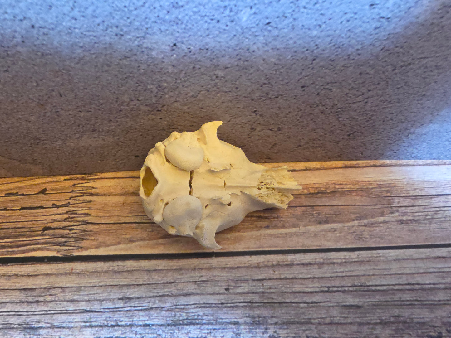 Partial Adolescent Raccoon Skull