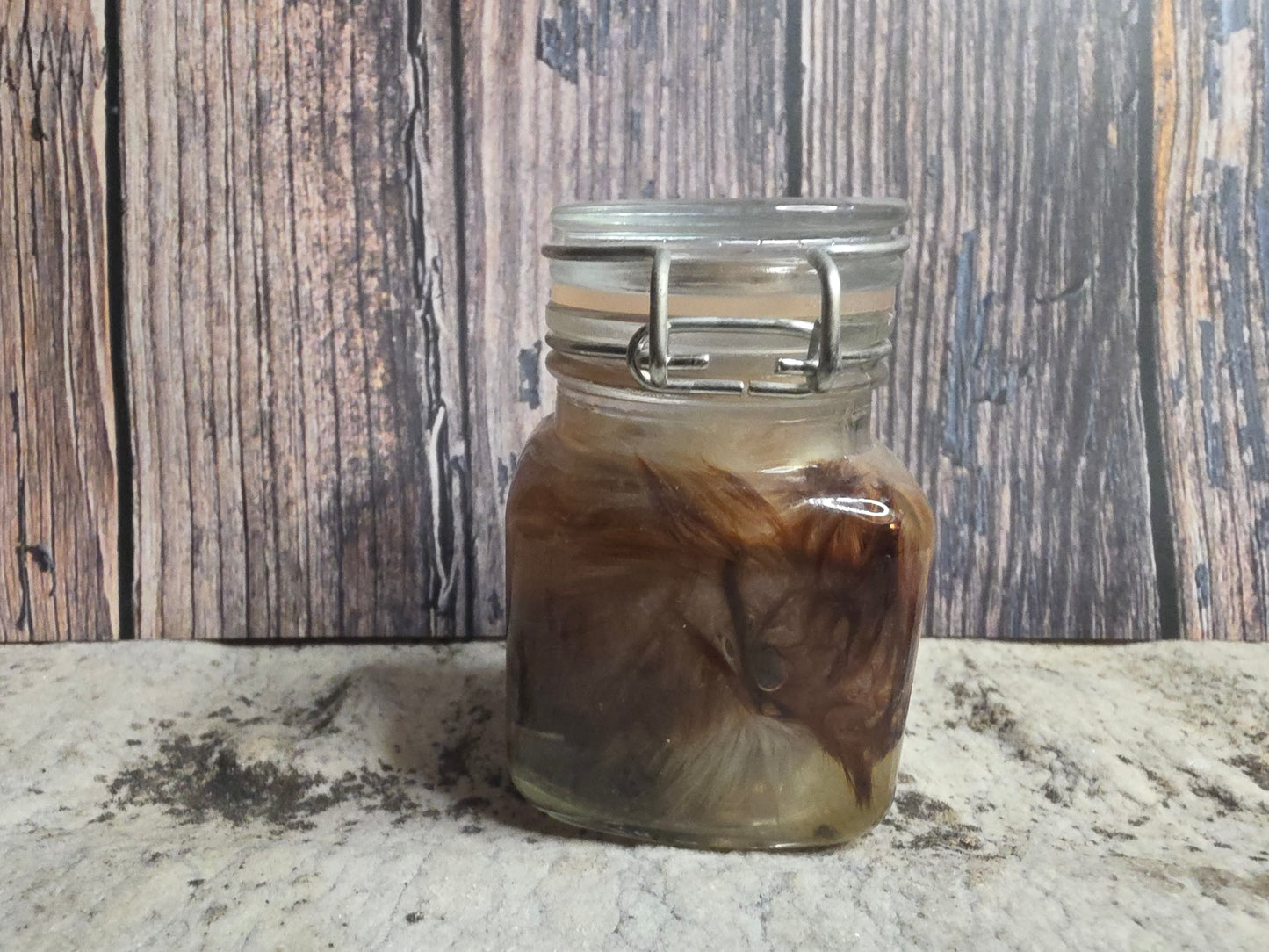 Red Domestic Chick Wet Specimen (Curled #1)
