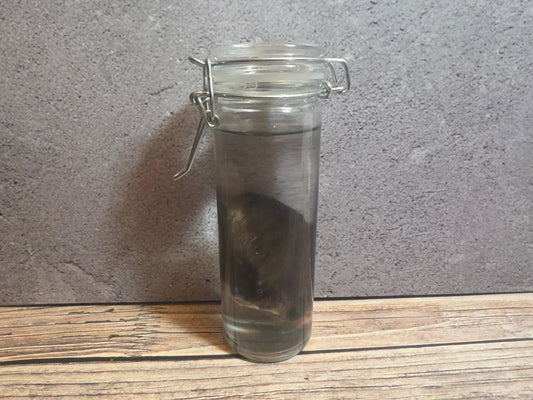 Black Cat Ear Wet Specimen