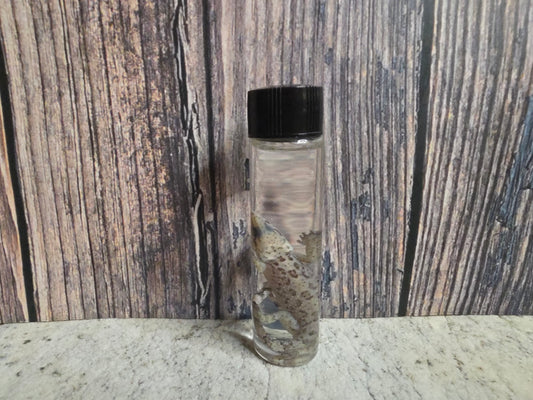 Gecko Wet Specimen (#2)