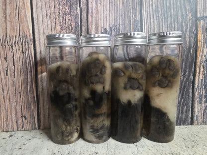 White Tabby Cat Paw Wet Specimen