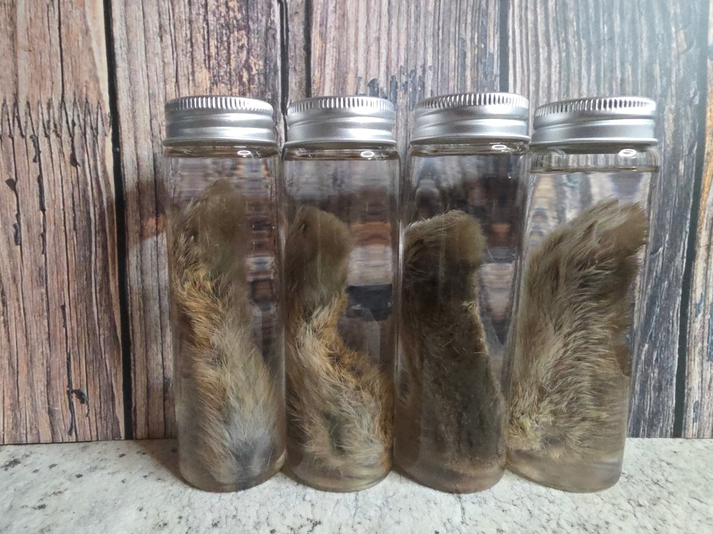 Wild Rabbit Paw Wet Specimen