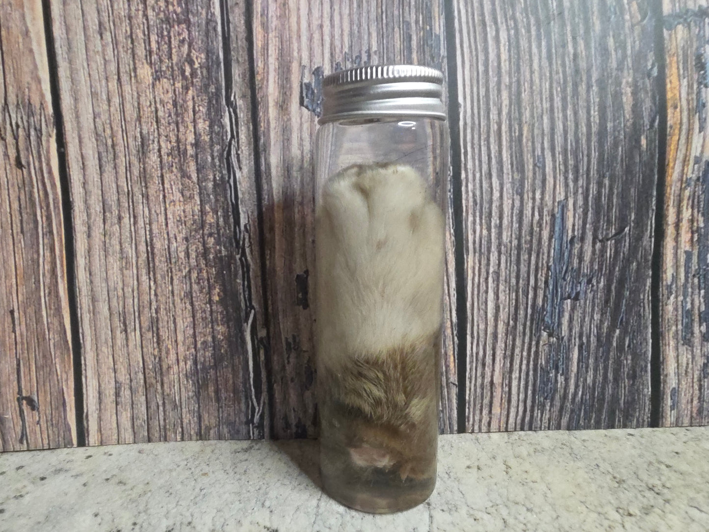 White Tabby Cat Paw Wet Specimen