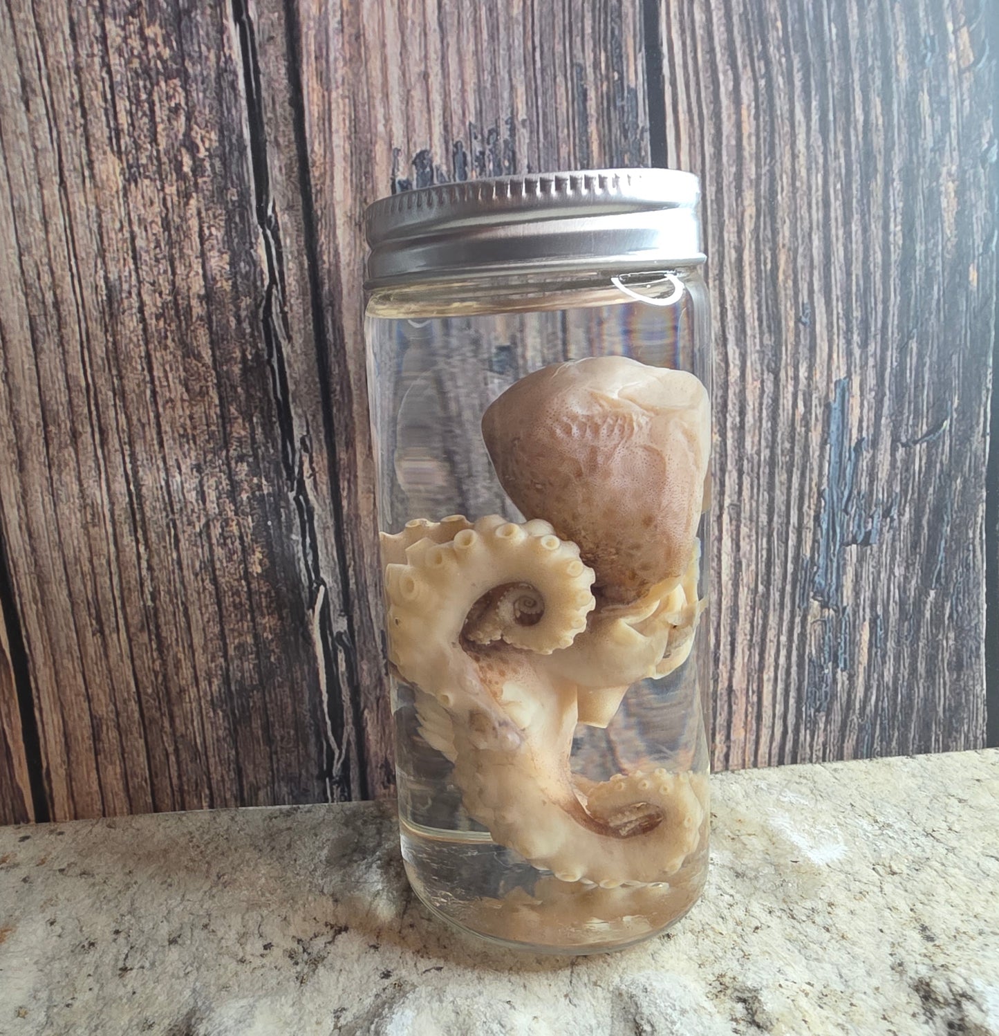 Octopus Wet Specimen (Pathological, Silver Lid Sm)