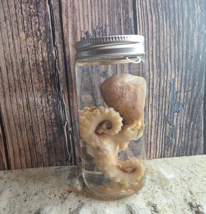 Octopus Wet Specimen (Pathological, Silver Lid Sm)