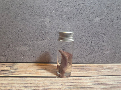 Tuxedo Kitten Tongue Wet Specimen