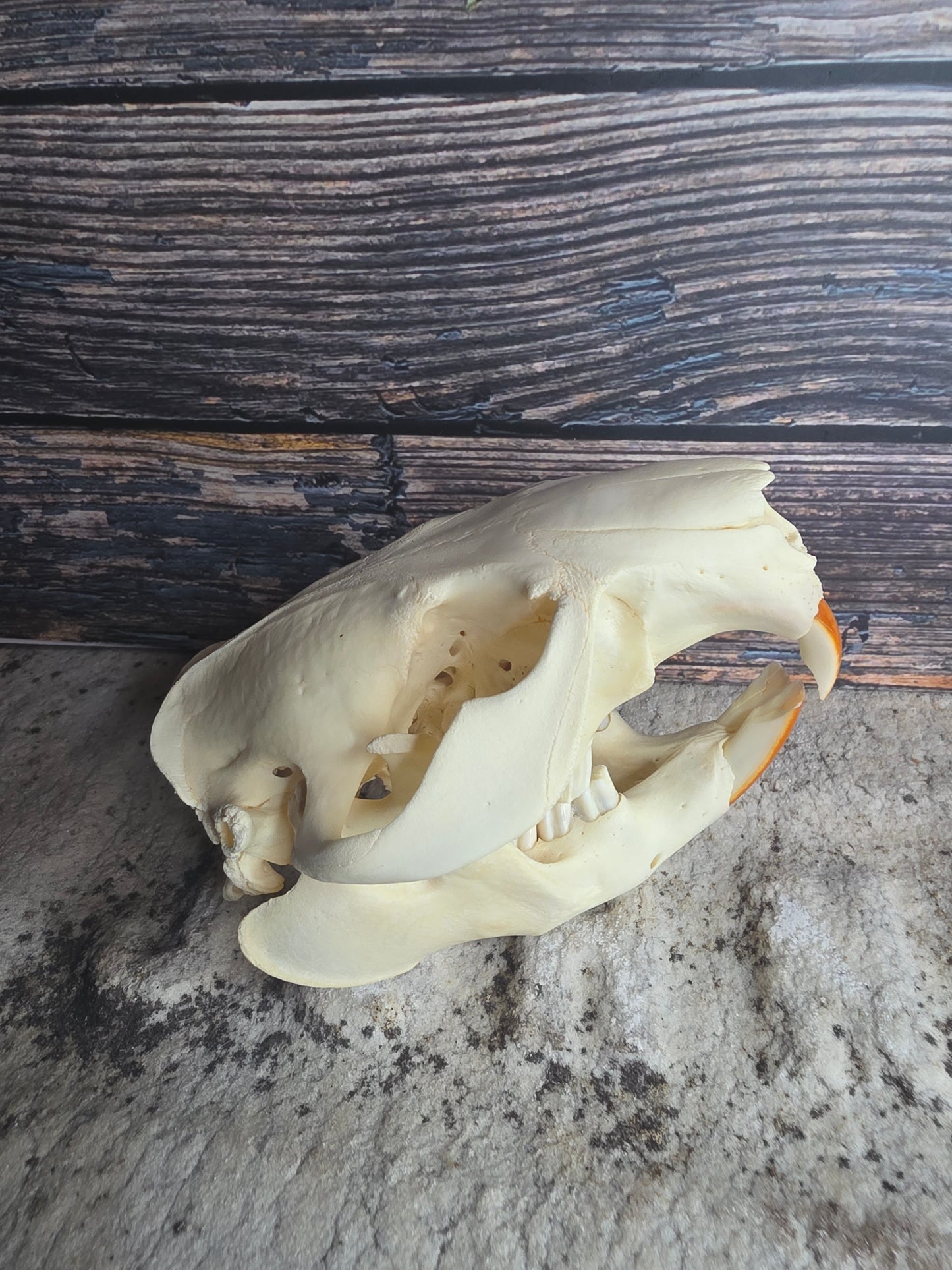 Beaver Skull (Broken Tooth)