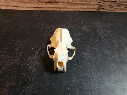 Craft Grade Mink Skull (Upper)