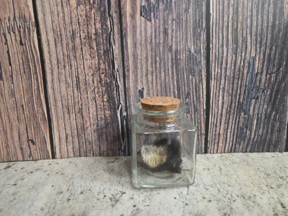 Dry Preserved Raccoon Nose Curio Vial (Cork Top)