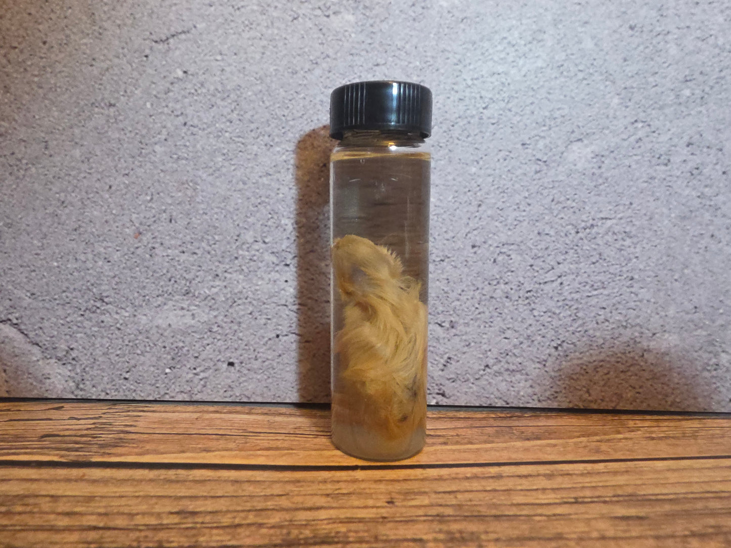 Blonde Quail Chick Wet Specimen Vial