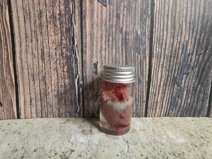 Imperfect Domestic Cat Heart Wet Specimen
