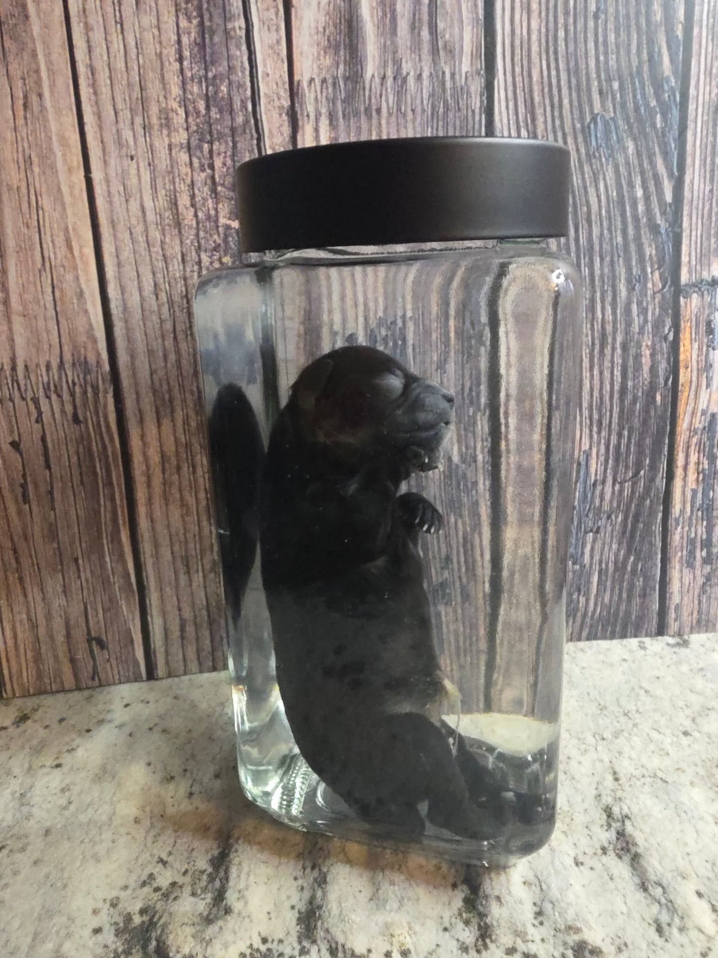 Black Chorkie Poo Stillborn Puppy Wet Specimen