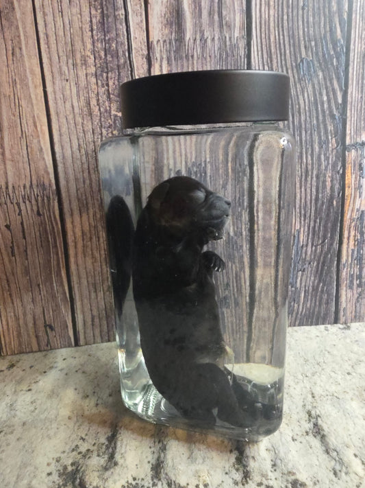 Black Chorkie Poo Stillborn Puppy Wet Specimen