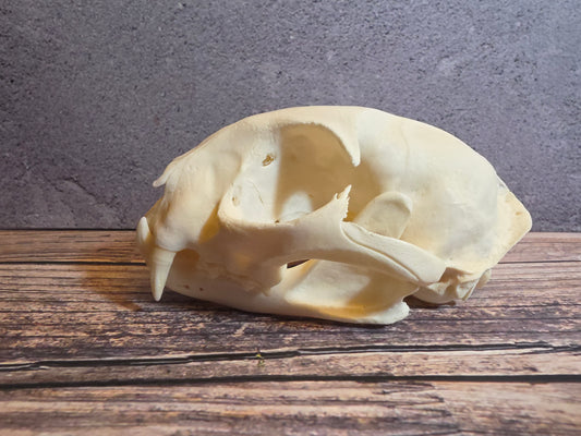 Bobcat Skull