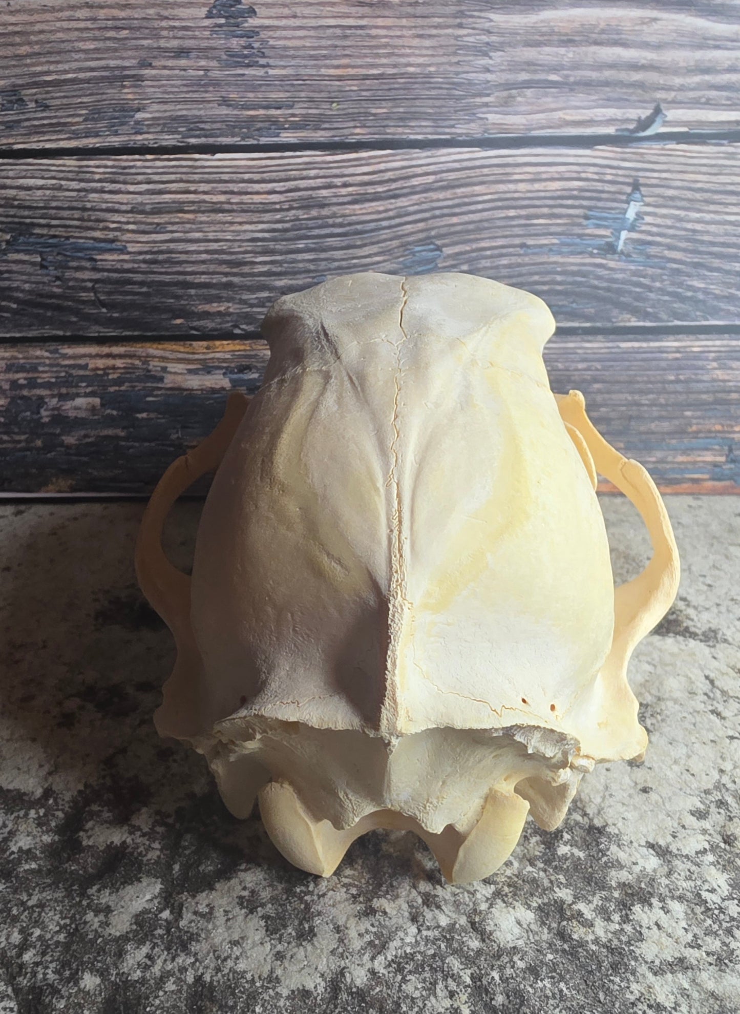 Black Bear Skull (Missing Incisors)