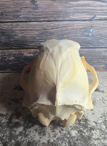 Black Bear Skull (Missing Incisors)