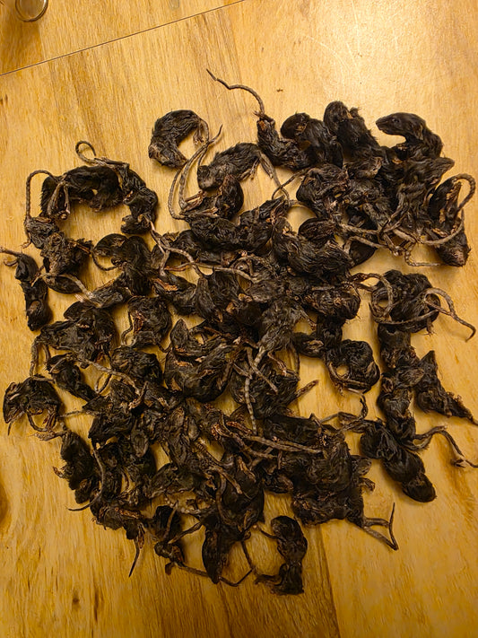 Wholesale (On Demand): Dark Fuzzy Mice Mummified Specimen
